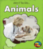 Animals (Heinemann First Library: Jobs If You Like)