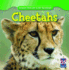 Cheetahs (Animals That Live in the Grasslands)