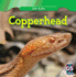 Copperhead (Killer Snakes)