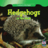 Hedgehogs in the Dark (Creatures of the Night)