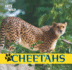Cheetahs (Cats of the Wild)