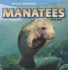 Manatees (Marine Mammals)