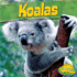 Koalas (Up a Tree)