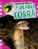 Inside the Mind of a Deadly Cobra (Animal Instincts)