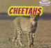 Cheetahs (Powerkids Readers: Safari Animals)