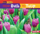 From Bulb to Tulip (Start to Finish, Second Series)