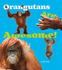 Orangutans Are Awesome! (Awesome Asian Animals)