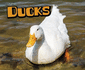 Ducks (Pebble Plus: Farm Animals)