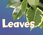 Leaves (Pebble Plus: Parts of Plants)