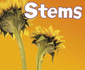Parts of Plants: Stems
