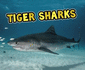 All About Sharks: Tiger Sharks