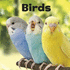 Our Pets: Birds