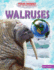 Walruses