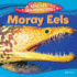 Moray Eels (Real Life Sea Monsters)