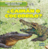 Caimn O Cocodrilo? (Alligator Or Crocodile? )