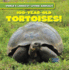 100-Year-Old Tortoises! (World's Longest-Living Animals)