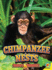 Chimpanzee Nests (Nature? S Engineers)