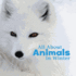 All About Animals in Winter (Celebrate Winter)