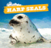 Harp Seals: Vol 3