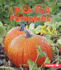 I Pick Fall Pumpkins