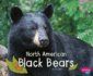 North American Black Bears