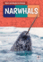 Narwhals