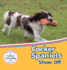 Cocker Spaniels Show Off