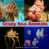 Crazy Sea Animals