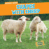Shapes With Sheep (Animal Math)