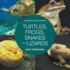 Turtles, Frogs, Snakes and Lizards Children's Science Nature