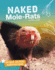 Naked Mole-Rats (Bright Idea Books, Unique Animal Adaptations)