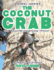 THE COCONUT CRAB Do Your Kids Know This?: A Children's Picture Book