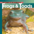 Frogs & Toads