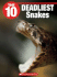 The 10 Deadliest Snakes