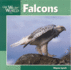 Falcons Format: Hardcover