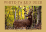 White-Tailed Deer: a Book of 21 Postcards