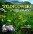 Wildflowers of Colorado (Colorado Littlebooks)