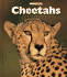 Cheetahs: Big Cats (Naturebooks)
