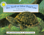Box Turtle at Silver Pond Lane-a Smithsonian's Backyard Book