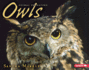 Owls (Animal Predators)