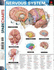 Nervous System (Sparkcharts)