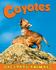 Coyotes