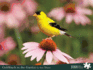 Goldfinch in the Garden (Wildlife Photography Puzzles)