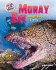 Moray Eel: Dangerous Teeth (Afraid of the Water)