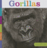 Gorillas (Seedlings)