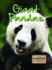 Giant Pandas (Eye to Eye With Endangered Species)