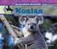 Koalas (Australian Animals)