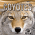 Coyotes (Animal Icons)