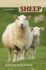 Sheep: Small Scale Sheep Keeping (Hobby Farm)