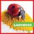 Ladybugs